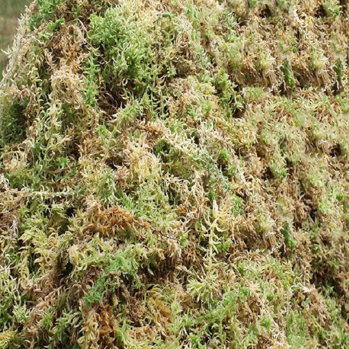 Rêu rừng trồng lan gói 200 gr