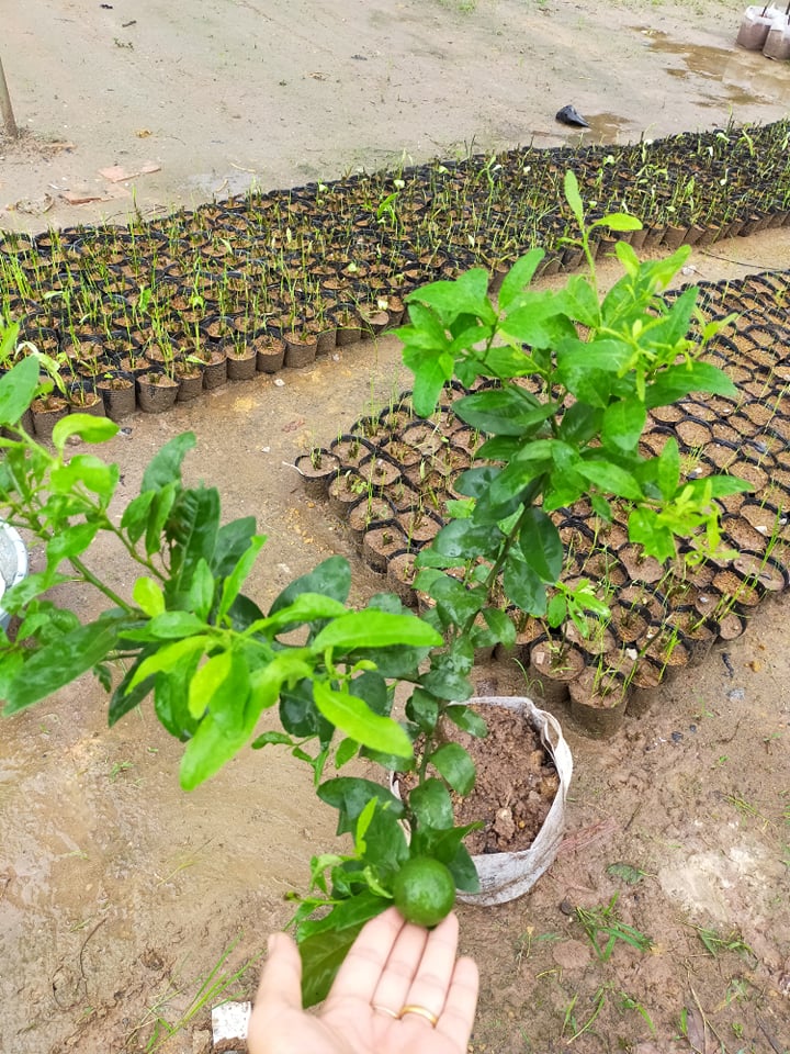 Cây chanh tứ quý size lớn đang có quả ra trái quanh năm - FREE SHIP TỪ 50K