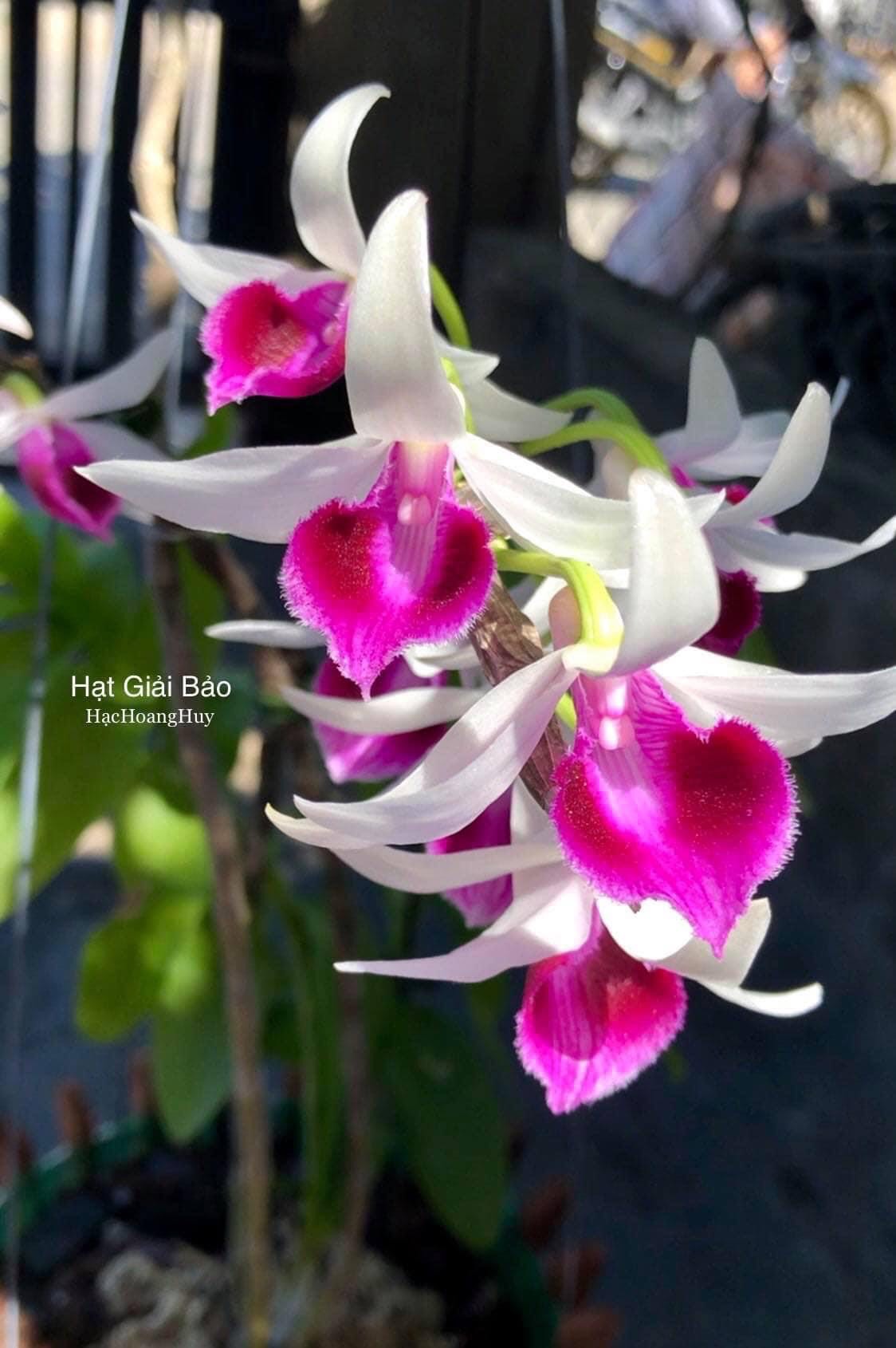 [Rẻ vô địch] Phi điệp bệt Pháo Bay hàng giống