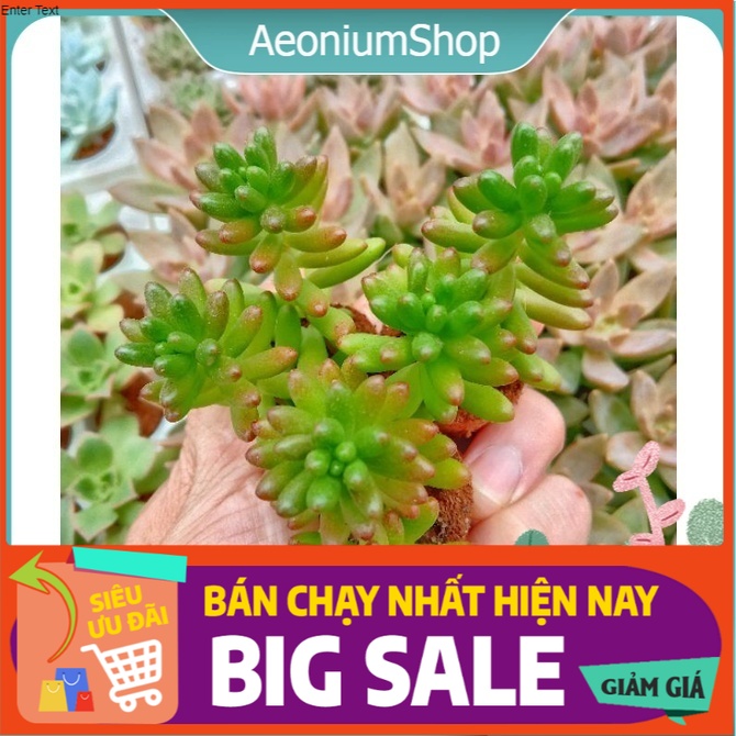 Sen Đá Thạch Ngọc Đỏ Mini - Jelly Bean - SEDUM RUBROTINCTUM