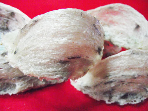 [HCM]10 Gram Tổ Yến Thô Nguyên Tổ Còn Lông Giúp tăng cường sức khỏe sức đề kháng  Yến Nhà Nuôi Yến Nguyên Tổ còn lông yến sào nguyên chất yến sào nhà nuôi yến sào thô tổ yến tinh chế sâm yến Phú Khánh