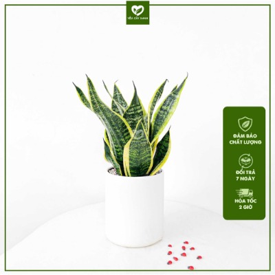 Cây Lưỡi Hổ để bàn dễ chăm sóc hợp phong thủy