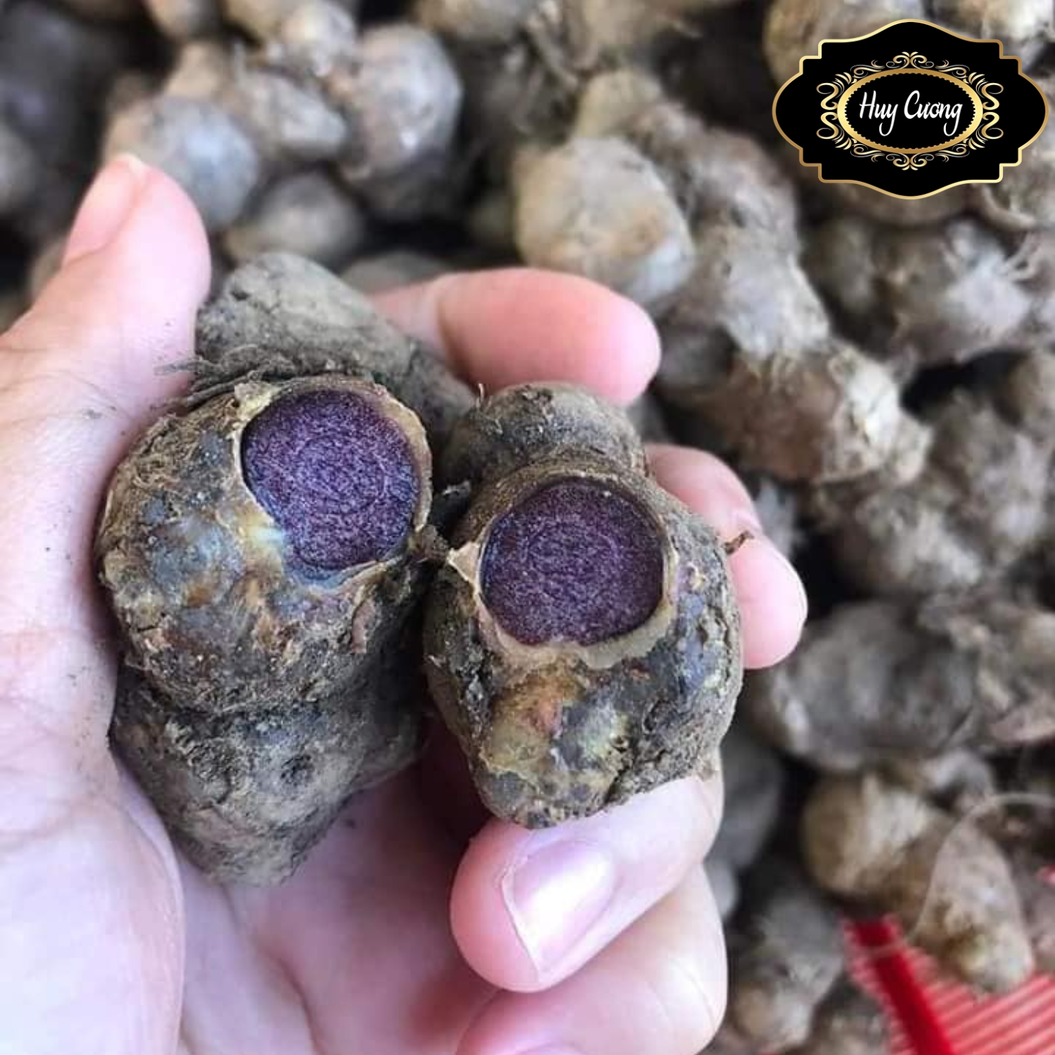 Gừng đen tươi Tây Bắc loai 1. Gừng đen tươi sấy khô, ngâm mật ong giúp chống oxy hoá, kháng khuẩn, chống viêm