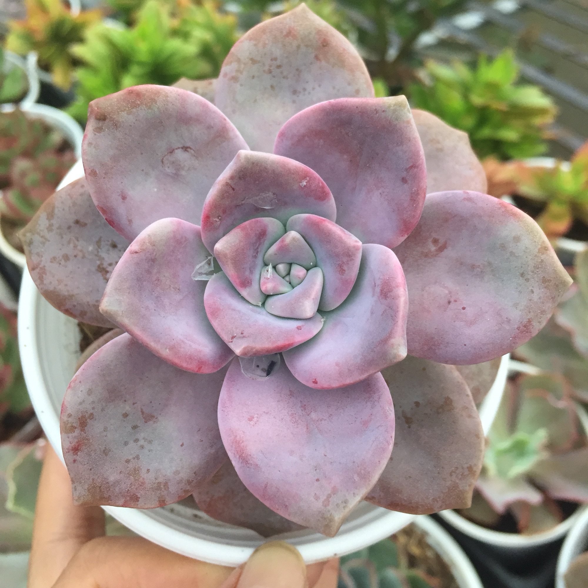 Sen Đá Hồng Mập size trung Cây To Khỏe Lên Màu Đẹp - Cây cảnh để bạn - Cây phong thủy - Cây văn phòng - Cây lọc không khíMộc Miên Garden