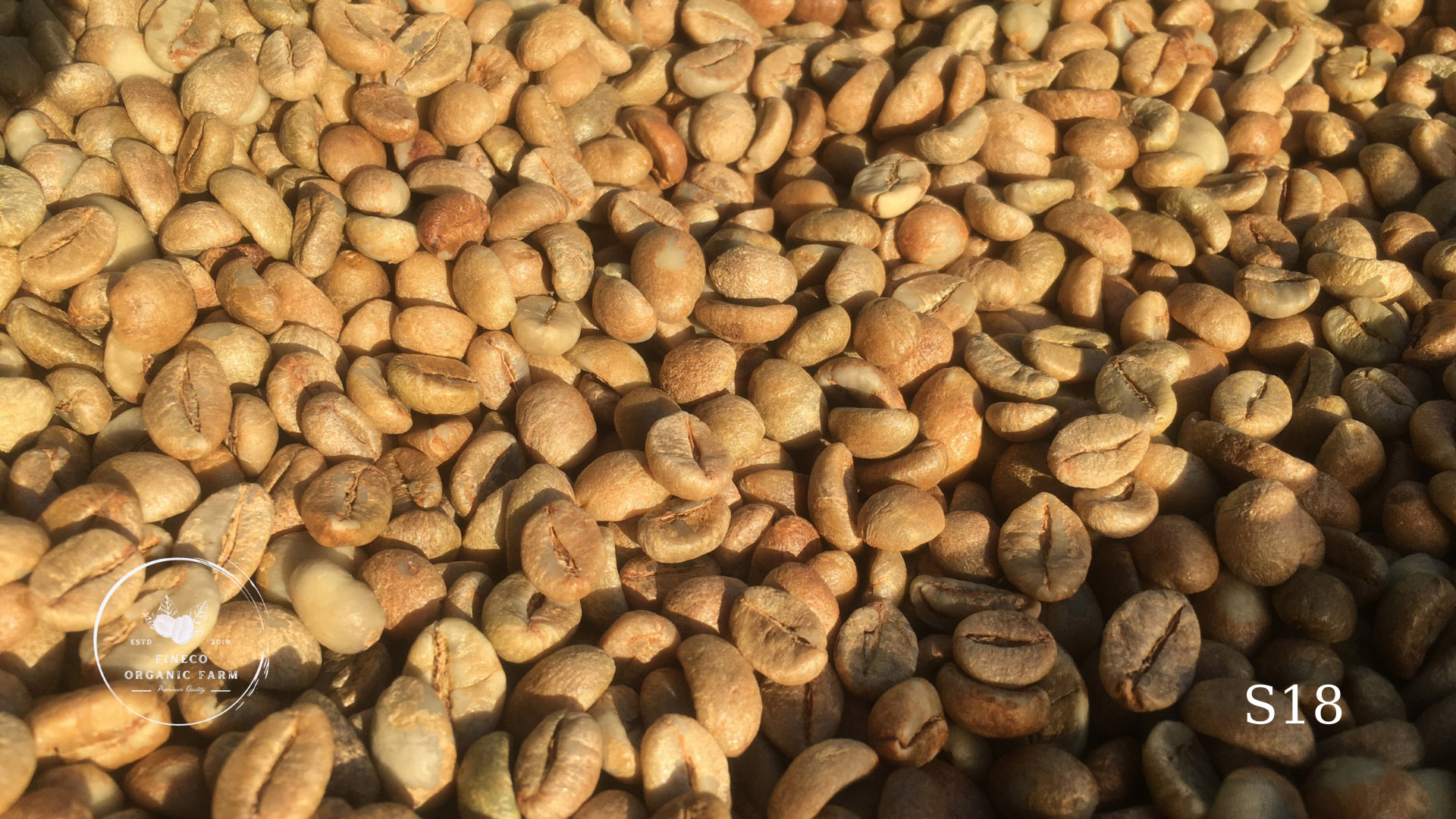 Cà phê robusta fineco - cà phê nhân xanh sống chất lượng cao chưa rang sơ chế honey lâm sàng s14 s16 s18 chín cây 100%