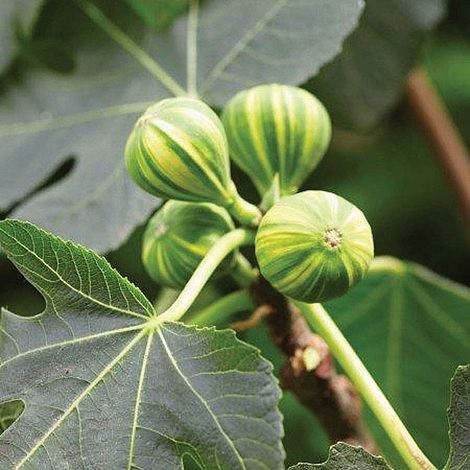 Cây sung mỹ cẩm thạch