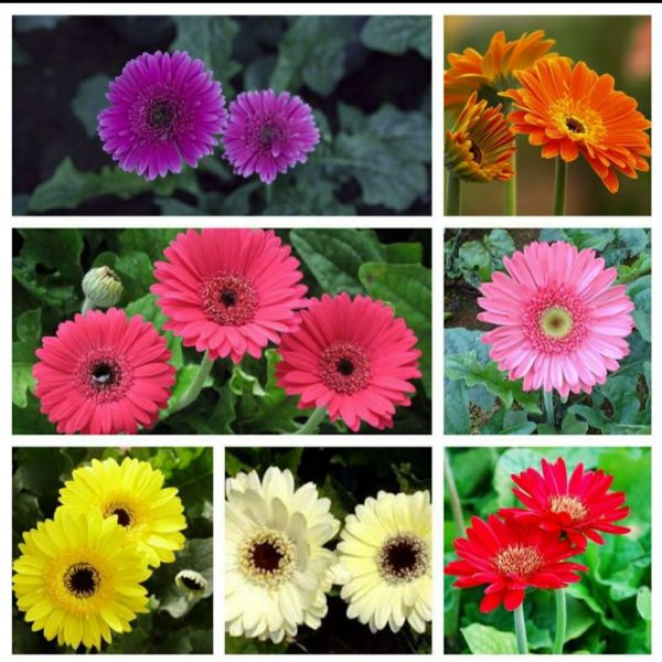 Hạt giống hoa đồng tiền mix 100h