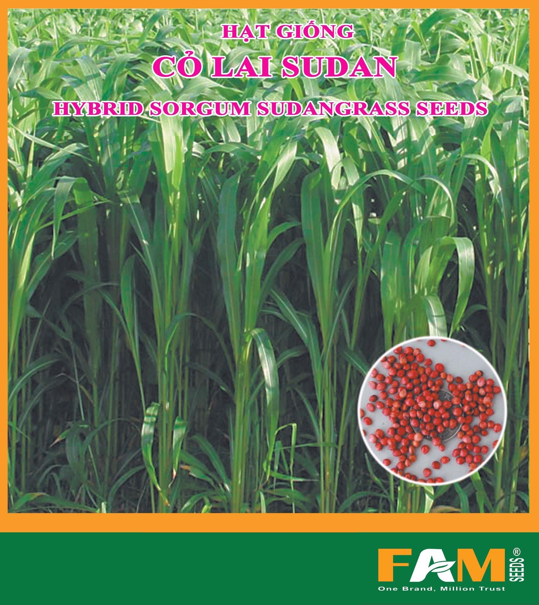Hạt giống cỏ chăn nuôi sudan lai -1kg