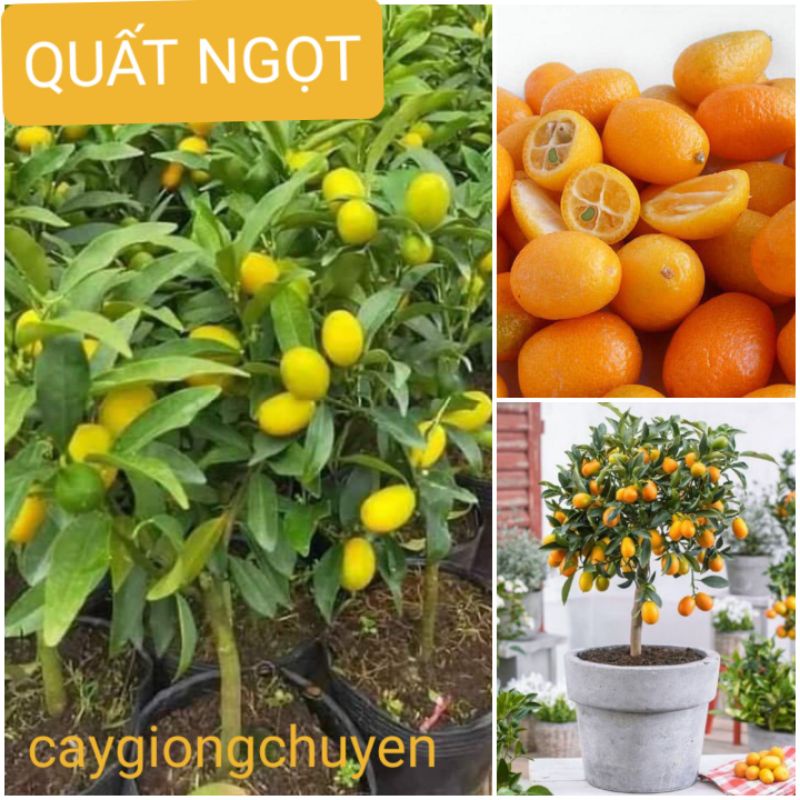 Cây quất ngọt sẵn hoa và trái