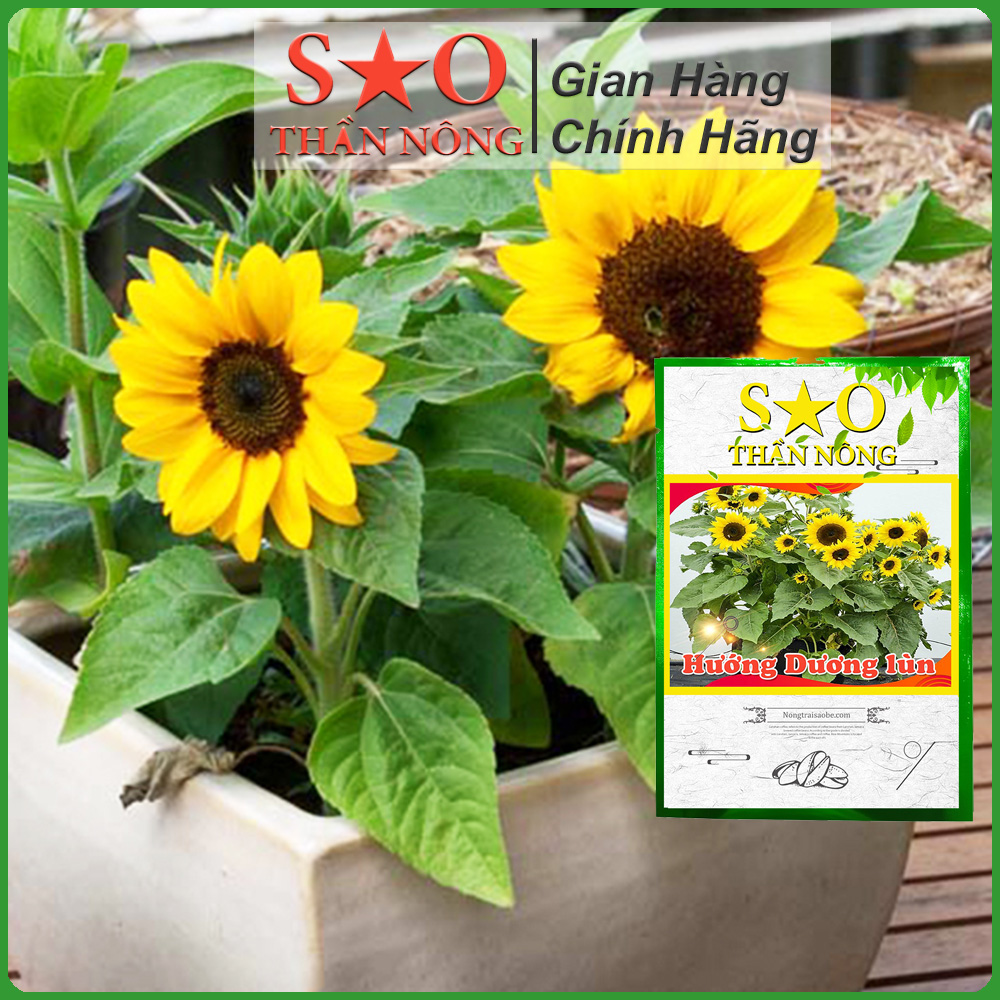 Hạt giống hoa hướng dương nùn hoa bền vàng đẹp Sao Thần Nông 6g