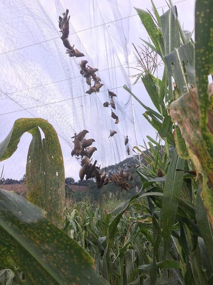 30m lưới mắt 8p cao 6m 5 dây 4 túi bẫy các loại chim như: chào mào,cu gáy,cò,vẹt ,két ,rẽ que ,rẽ giun ... lưới cước thái lan chuẩn