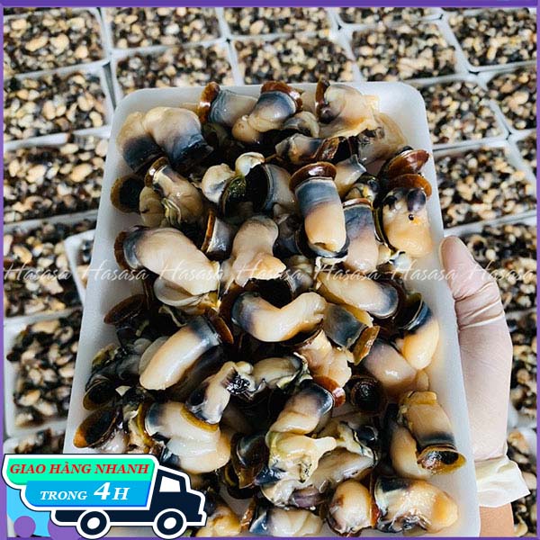 Còi hàu điếu - đặc sản nha trang ngon - túi 1kg - giao ngay tại hcm, có nguồn dinh dưỡng cao, dễ dàng chế biến thành nhiều món ăn khác nhau