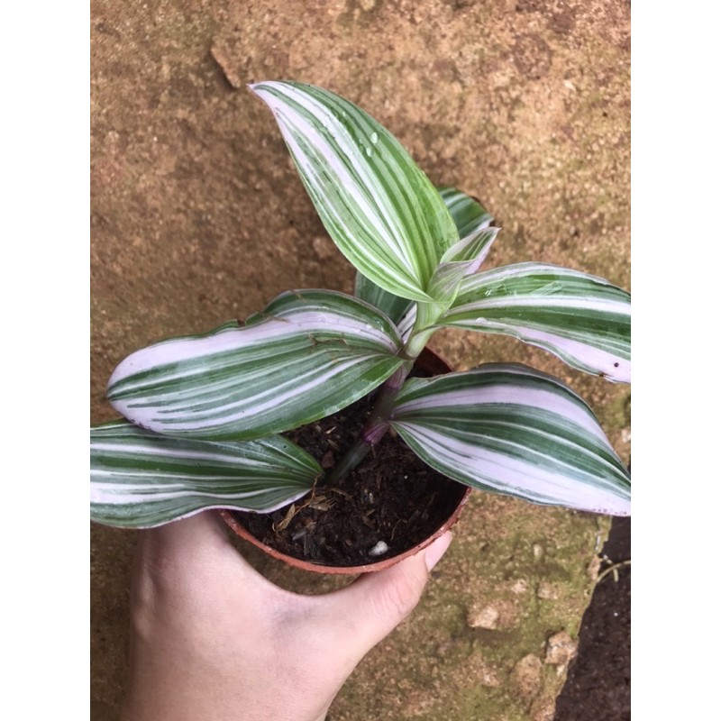 Cây thài lài thái