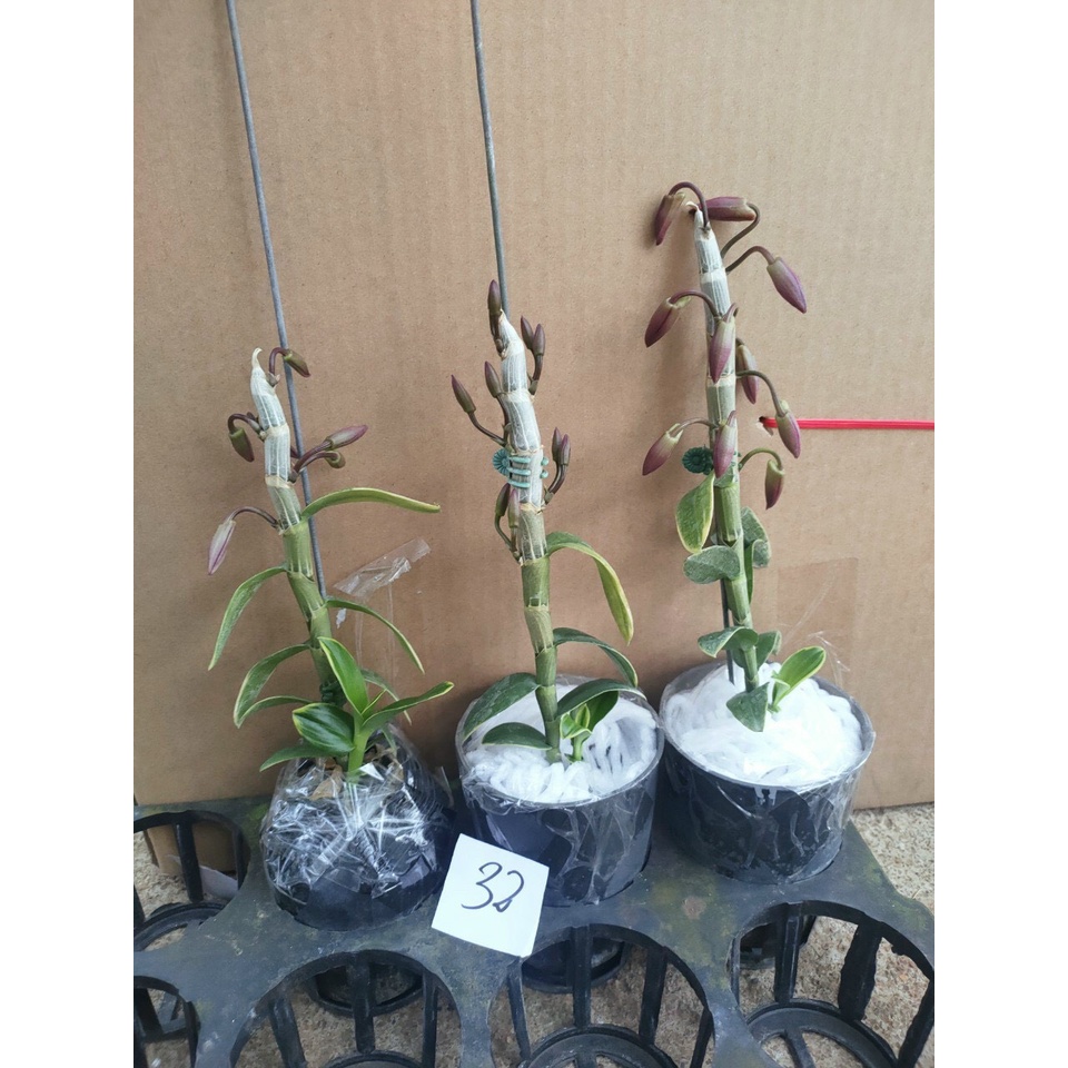 Cây Trầm tím lá biên/ lan phát tài, giao cây cao 20-30cm