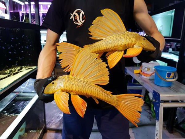 cá lau kieng mini, cá lau kiếng màu vàng, cá lau kiếng kiểng  size 2 ngón
