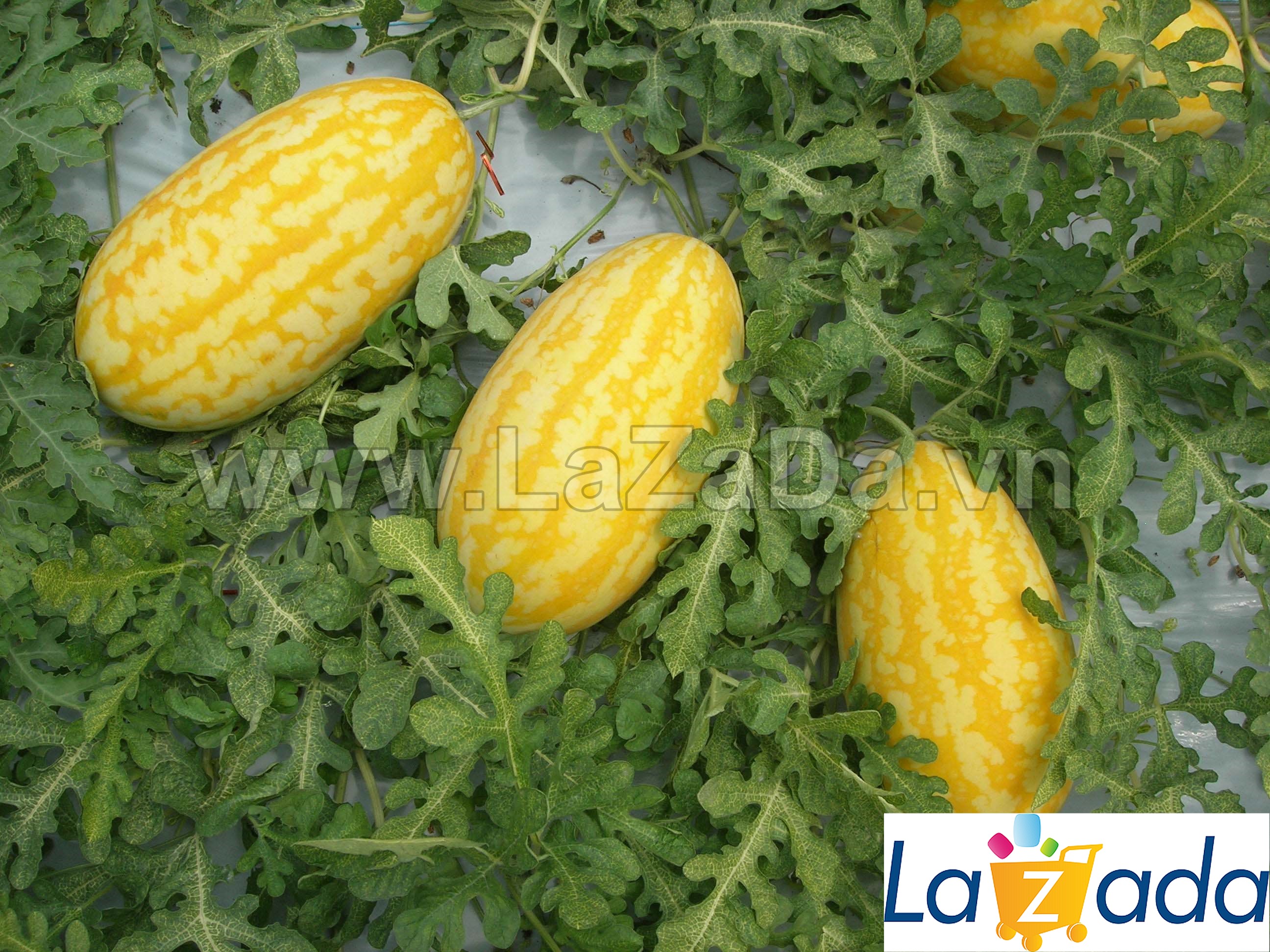 250.HẠT Hạt Giống Dưa Hấu F1 Thỏi Vàng TG9999 (| A3*V43)