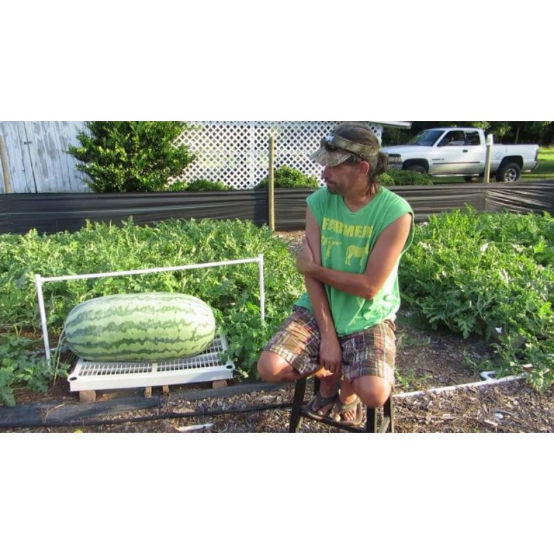 Hạt Giống Dưa Hấu Khổng Lồ F1 Nhập Khẩu Mỹ