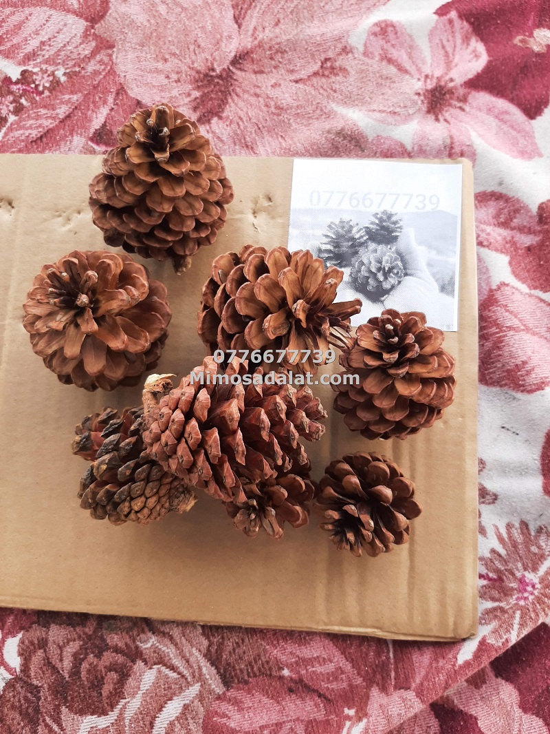 100 Quả thông khô trang trí, trái thông khô bán lẻ [50 quả thông trung,30 quả thông trung,10 quả thông lớn]