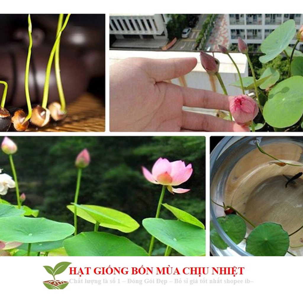3B [ Combo 10 Hạt ] Hạt Giống Hoa Sen Mini Nhật - Màu Ngẫu Nhiên Sen Mini Nhật Cam Kết Nảy   90% - Ko Có Hạt Nổi - 8 Màu
