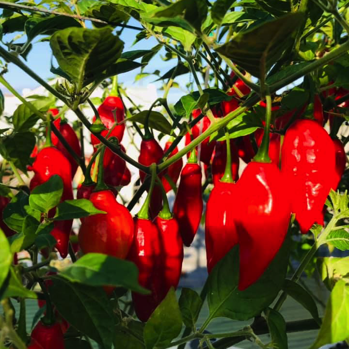 Hạt giống ớt cay Mỹ Lanter