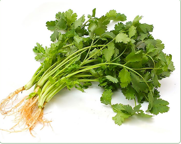 Hạt giống ngò bạc liêu no.1 dễ trồng thu hoạch nhanh- gói 20gr