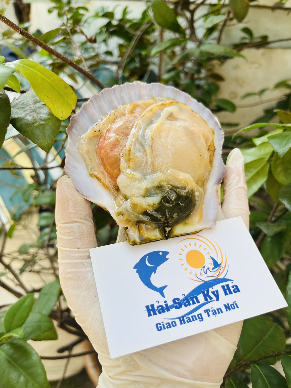 [GIAO NHANH 2H HCM] Giá Sỉ 1KG Sò Điệp Nhật Nguyên con ( 8-10 con ) - hải sản kỳ hà
