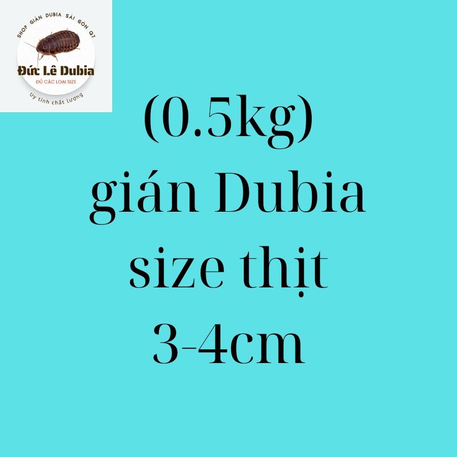 0.5kg Gián Dubia (size lớn 3-4cm)