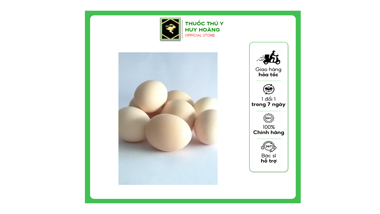 COMBO 10 quả trứng gà ta so gà ri so gà ác so nhà vườn chăn nuôi