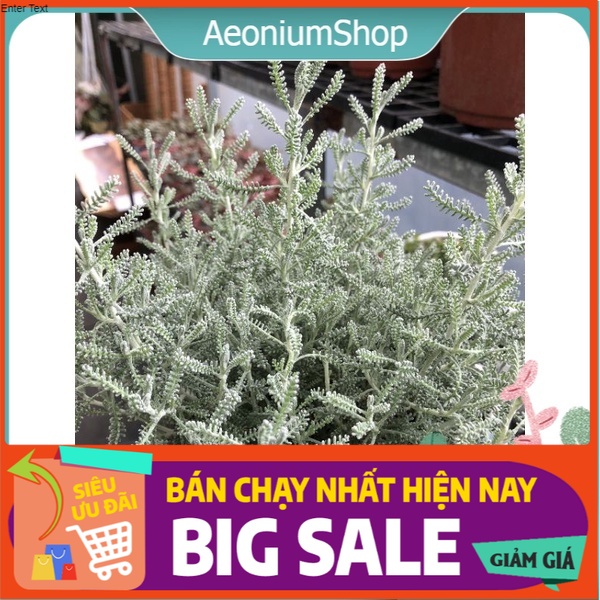 Cây hoa oải hương lavender cotton - santolina- oải hương lá bạc