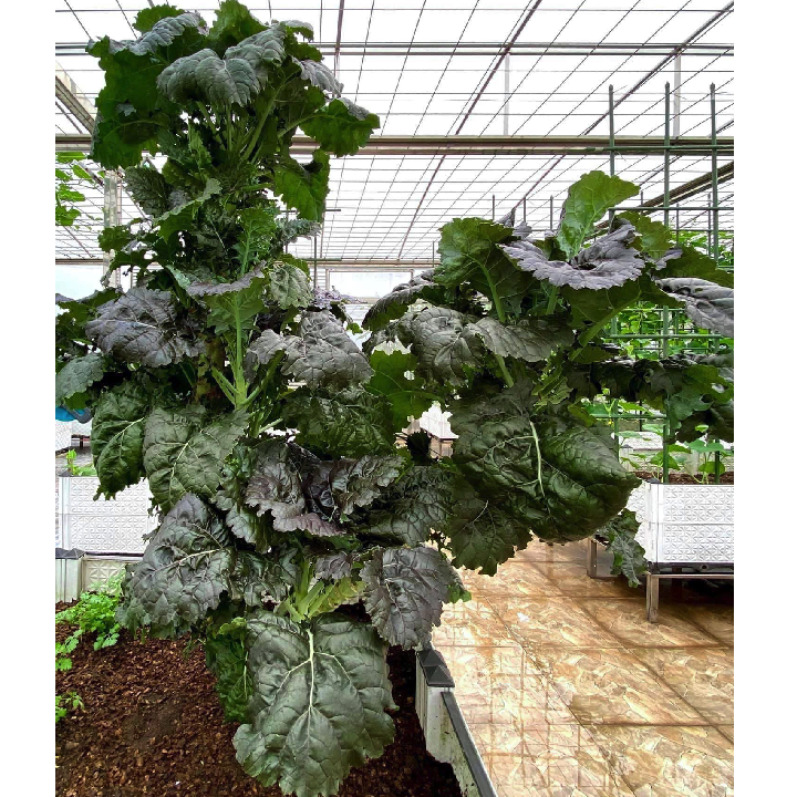 Hạt giống cải kale mỹ kx-1