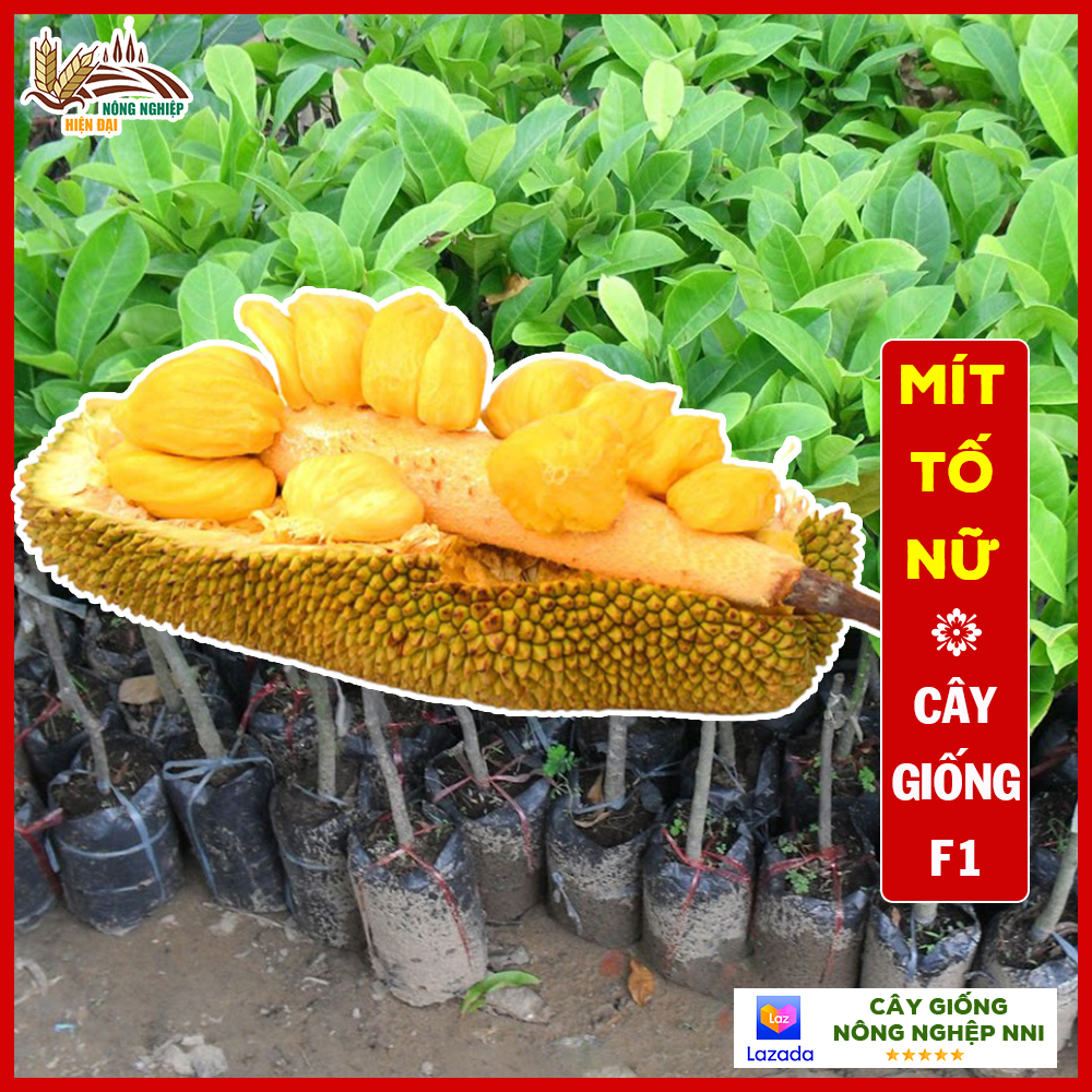 Cây mít tố nữ trồng vườn chuẩn giống F1 thân cao từ 60-70cm khỏe mạnh, dễ sống, sinh trưởng nhanh - QD05