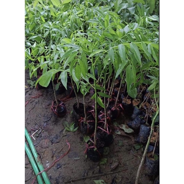 Cây giống cóc thái f1 trồng 6 tháng ra quả