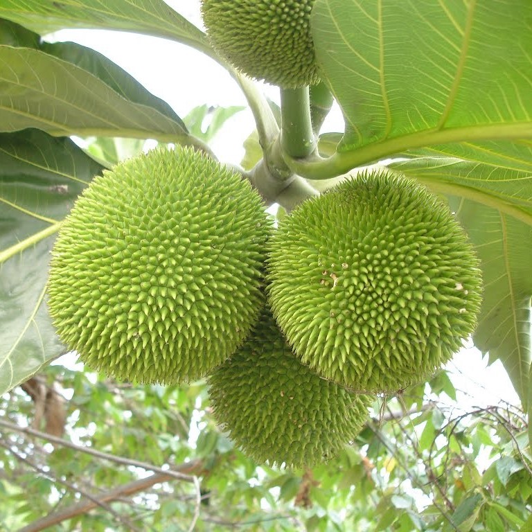 Cây sa kê giống - cây xa ke