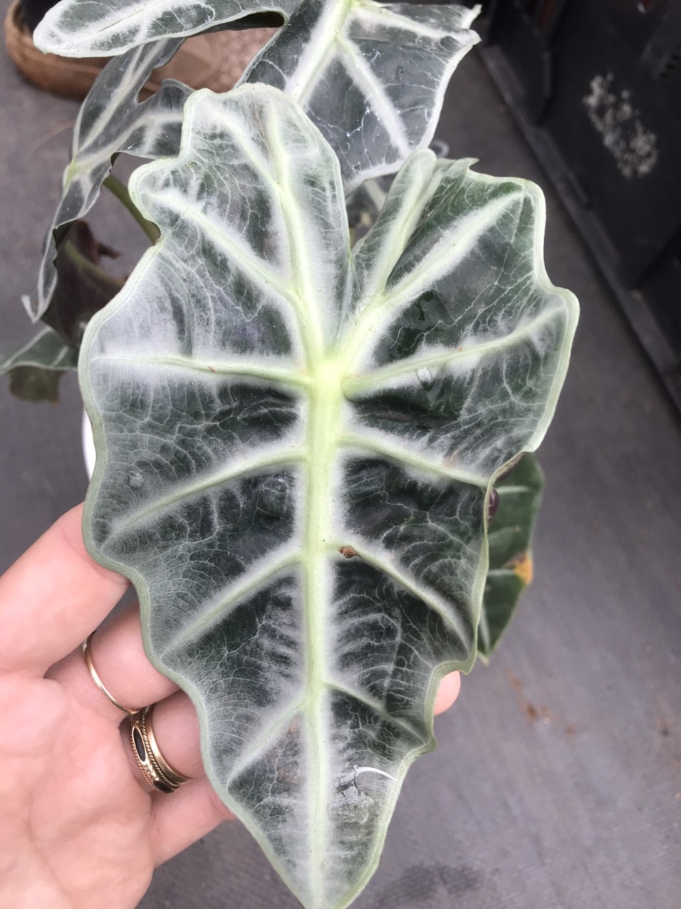 Môn Quan Âm -  Môn Polly cây con