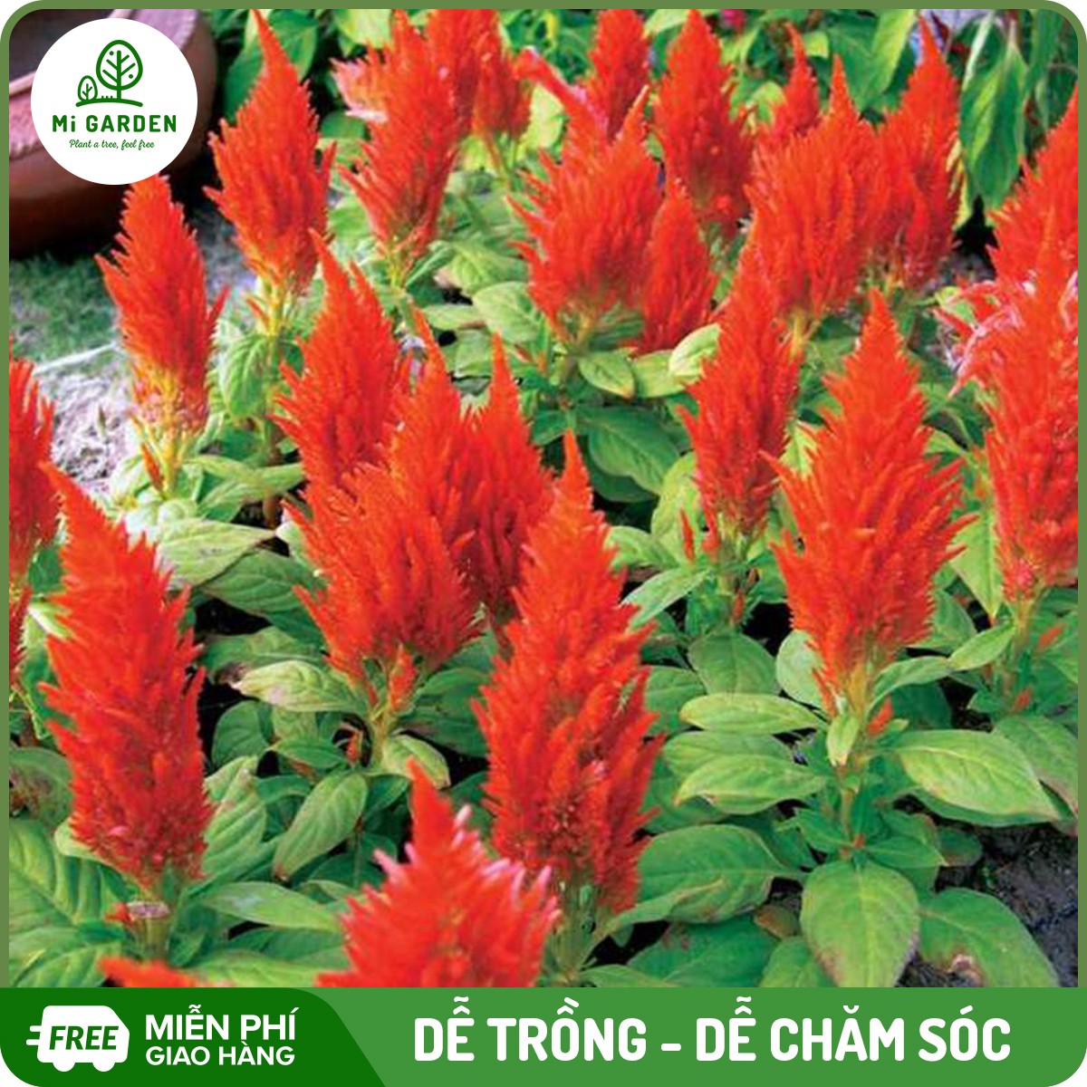 Hạt giống hoa mào gà lửa Mi Garden, hạt giống dễ trồng, dễ chăm sóc, hoa đẹp