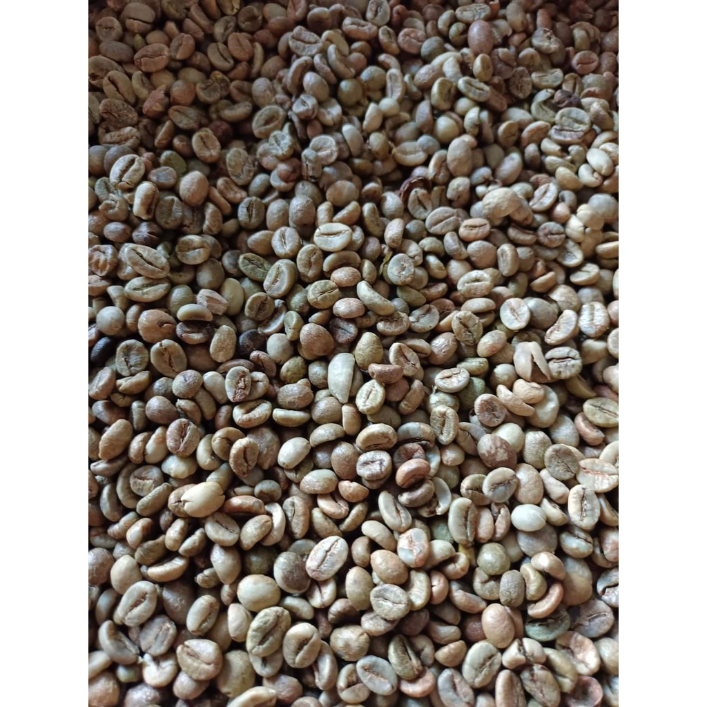 CÀ PHÊ NHÂN ROBUSTA S14 S16 (ccaay giống đối chứng)
