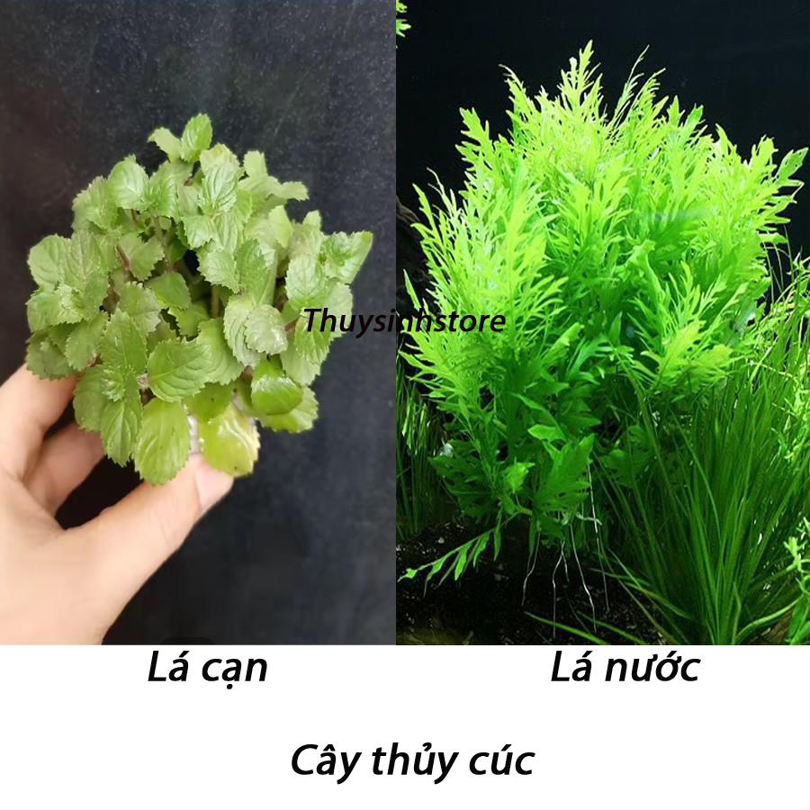 Thủy Cúc 11 ngọn Cây thuỷ sinh cắt cắm