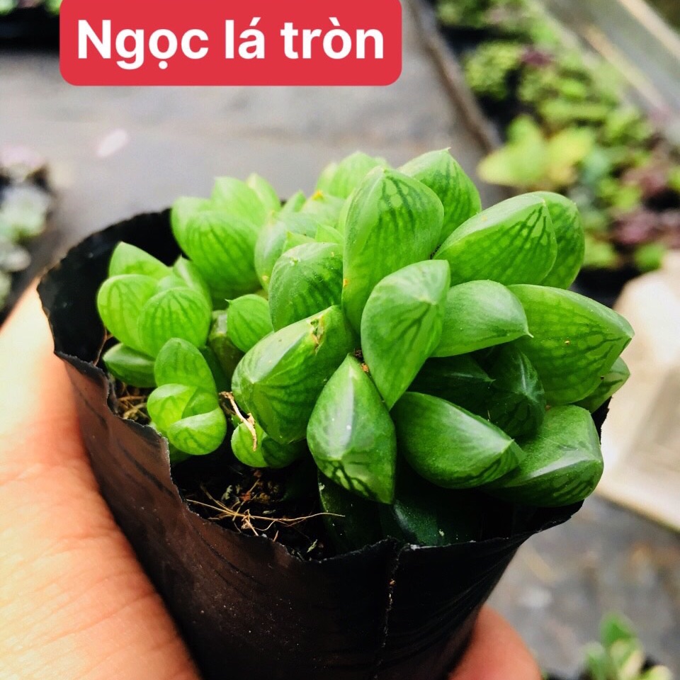 Sen đá ngọc lá tròn