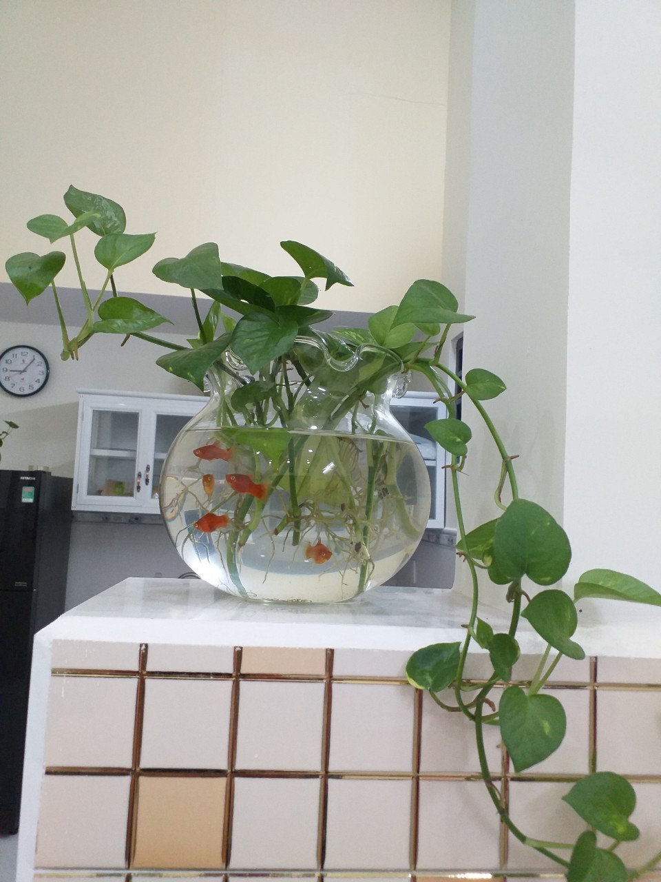 [HCM]BỂ CÁ THỦY TINHHỒ CÁ MINICHẬU CÂY THỦY SINH ĐỂ BÀN-THỦY TINH BẮC HẢI MẪU  B11 (D17cm*H16cm)