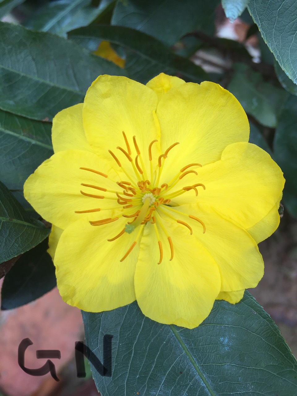 Mai Giảo Nhung Mini cây có nụ chơi Tết 2022