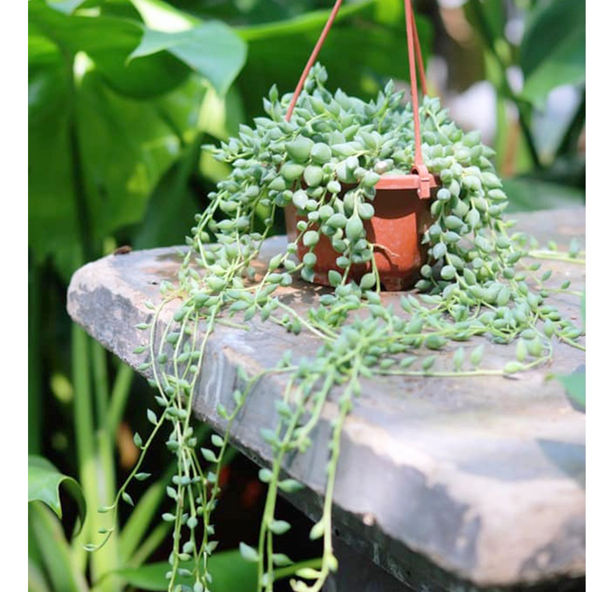 Sen đá Hạt ngọc | String of Pearls, sen đá giọt nước, mắt nai, sen đá sưu tầm