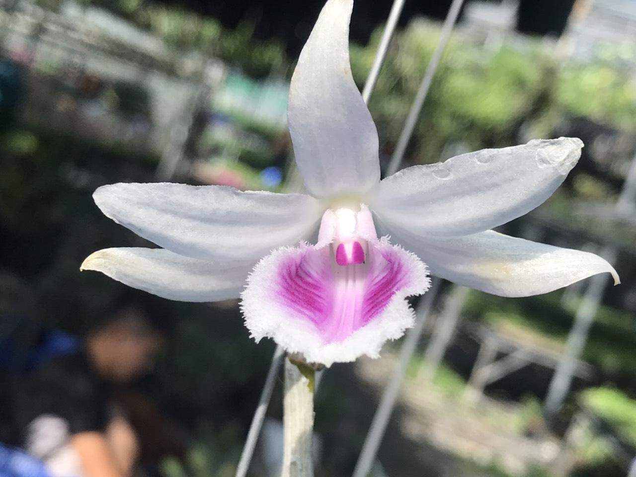 phi điệp chumoray hàng giống