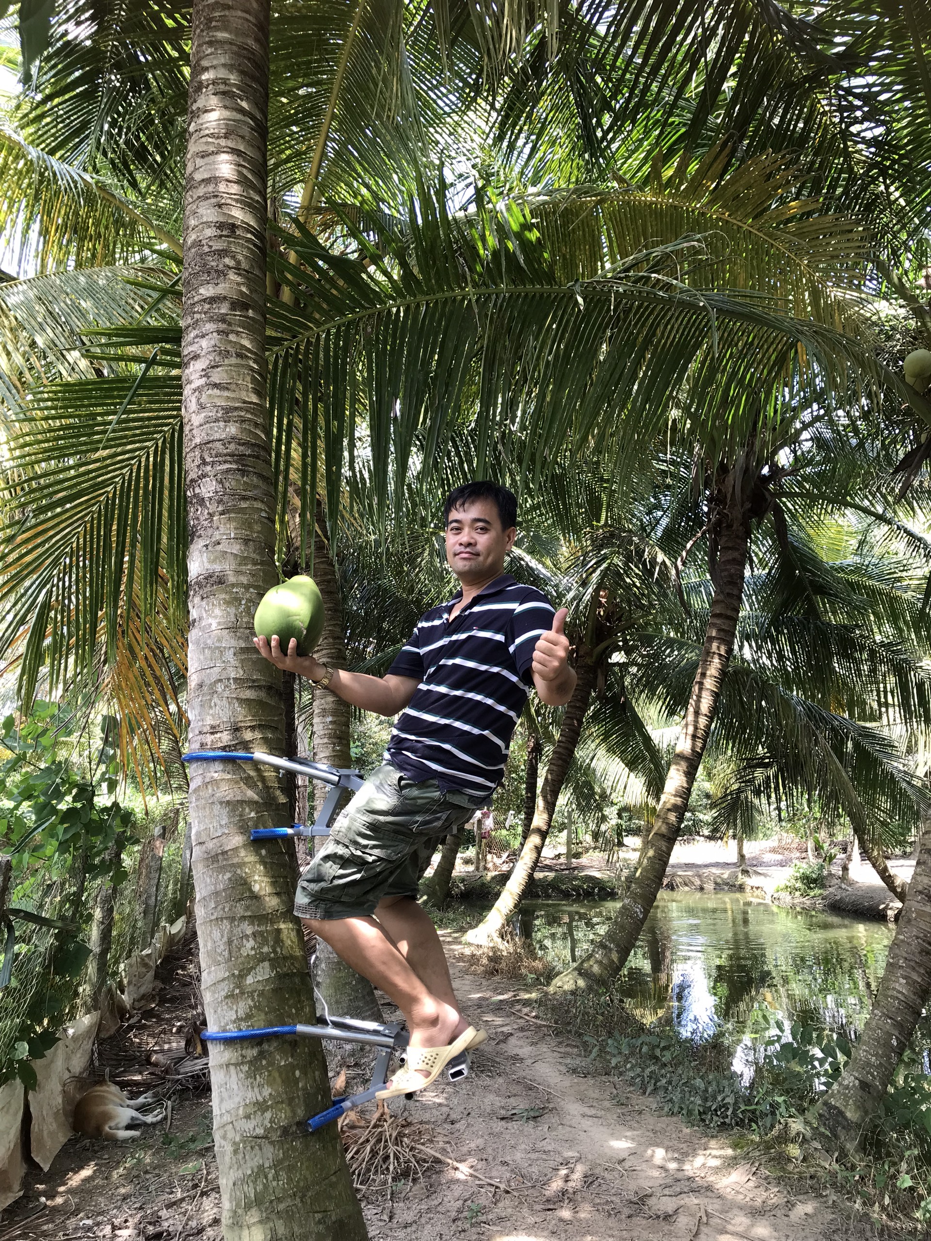 DỤNG CỤ LEO DỪA THẾ HỆ MỚI