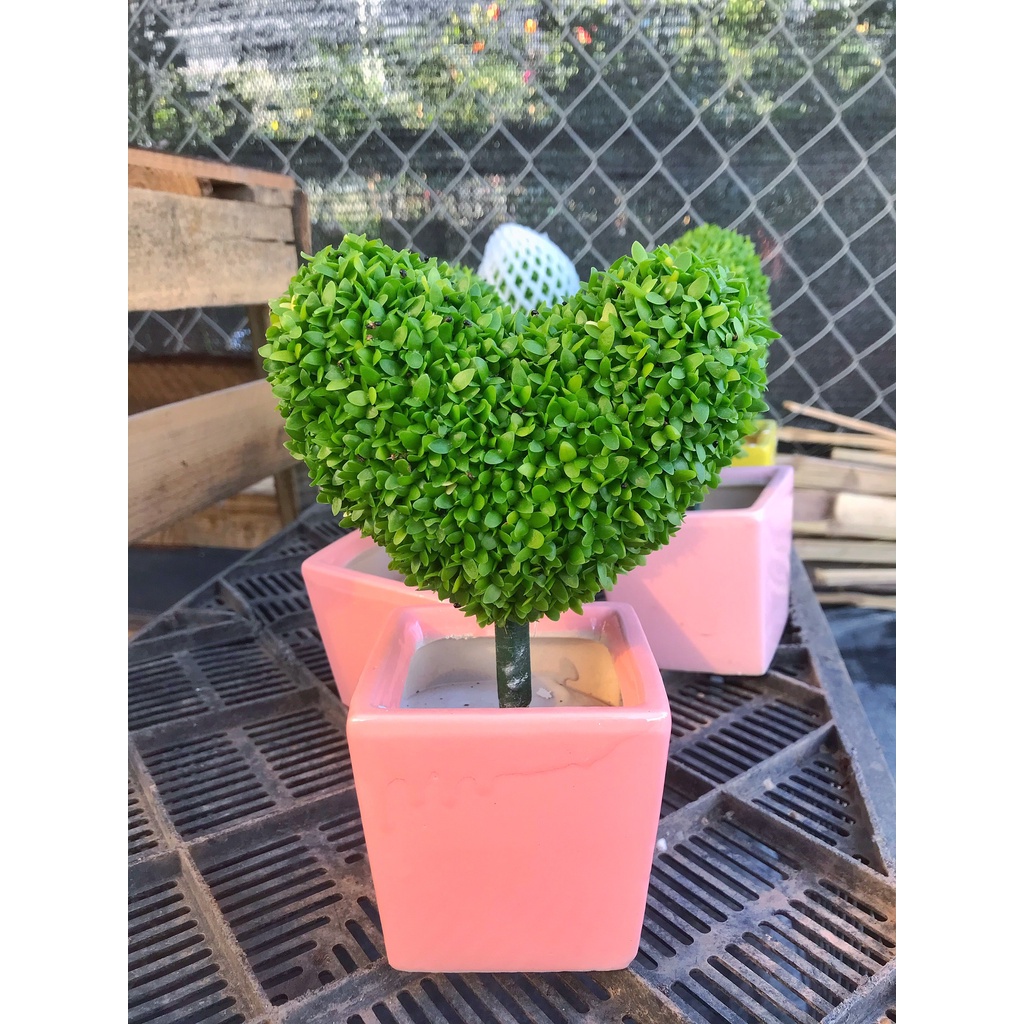 Cây cỏ may mắn  Tạo Nhiều Hình Dáng Đẹp Độc Đáo thích hợp trang trí cảnh quan decor bàn làm việc