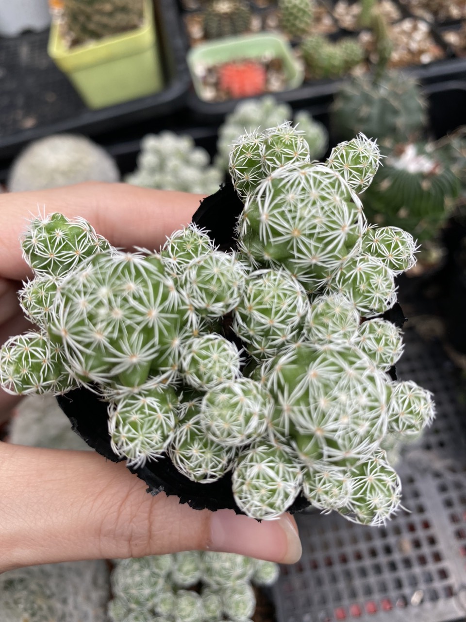 Xương rồng trứng chim, chậu 3 cây. Size bầu.Ship cây ngẫu nhiên