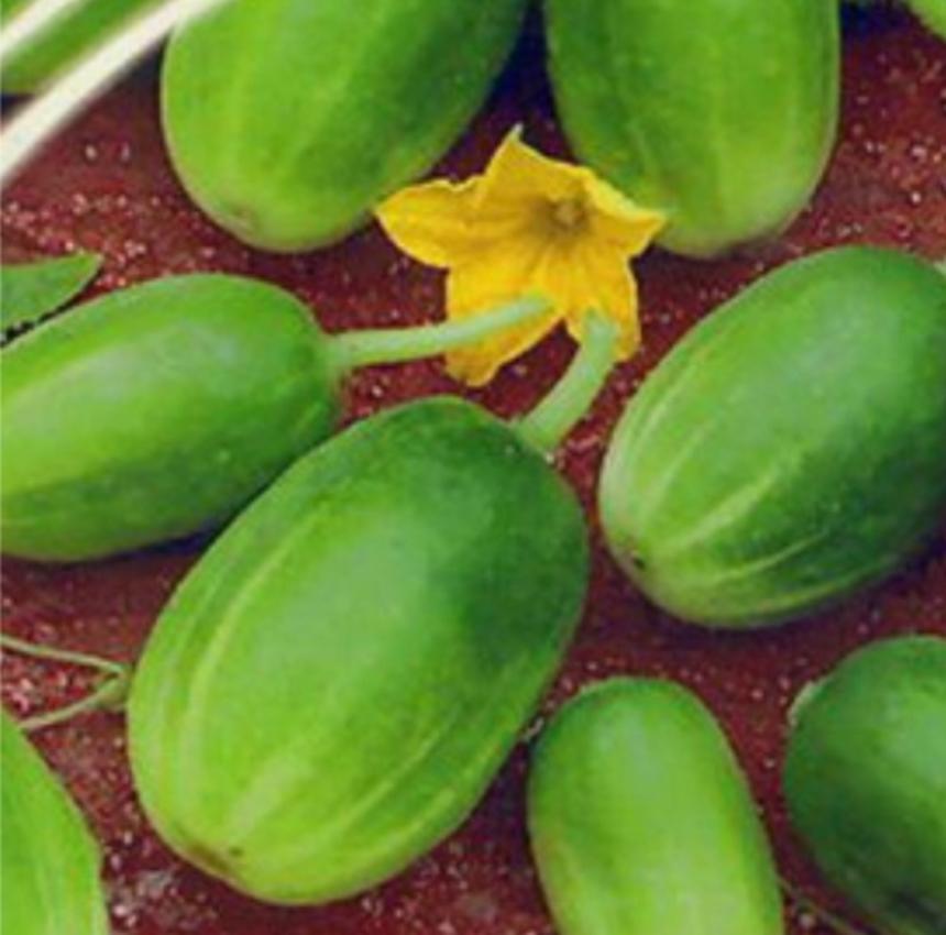 Combo 1 gói Hạt giống Dưa chuột thái, 1 gói kích nảy mầm, 1 gói phân bón nảy chồi ra lá