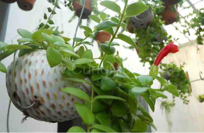 Vỏ ốc trồng cây