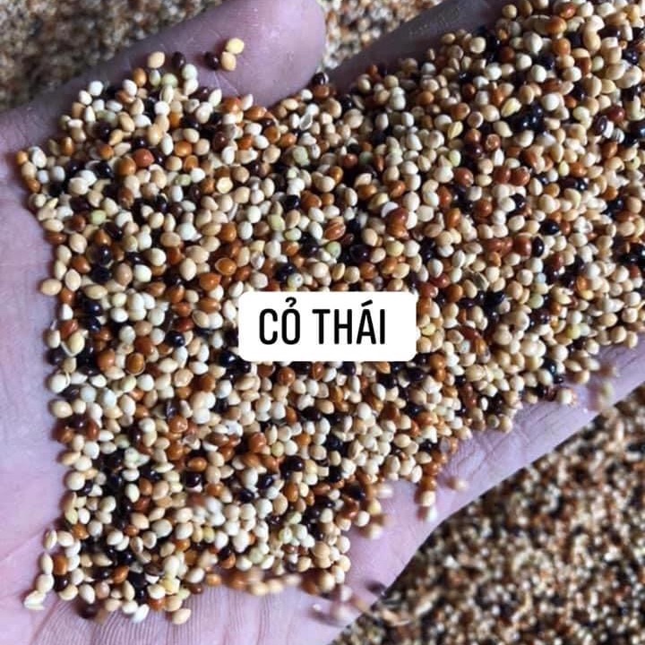 2 kg Hạt cỏ thái cho chim cu ăn cực sung, đảm bảo nhiều chất dinh dưỡng,