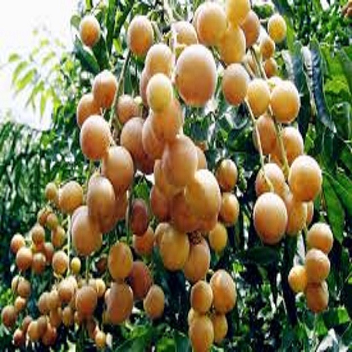 Cây giống quất hồng bì, quả ngọt, siêu quả chuẩn giống f1