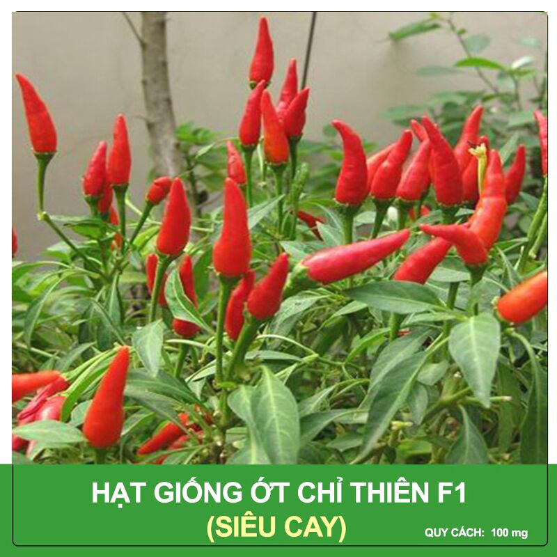Hạt Giống Ớt Chỉ Thiên Siêu Cay - Nảy Mầm Cao, Siêu năng Suất